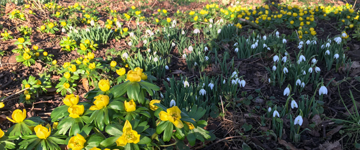 Snowdrops and winter aconites Snowdrops and winter aconites