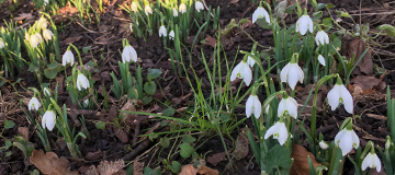 Double Snowdrops Double Snowdrops