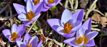 Spring Crocus Spring Crocus