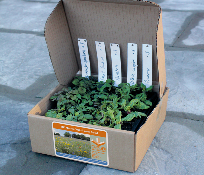 Landlife Plug Plants Landlife Plug Plants