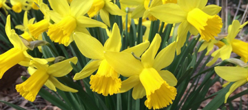 Daffodils Daffodils