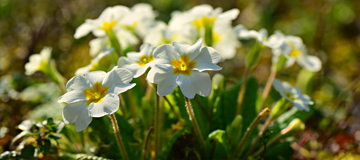 Primroses Primroses