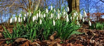 Snowdrops Snowdrops