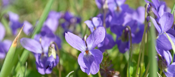 Sweet Violets Sweet Violets