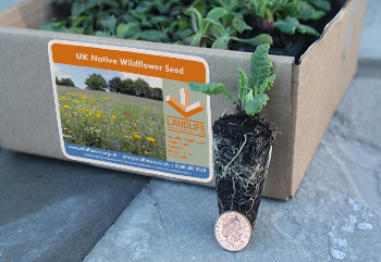 Landlife Plug Plants Coin Landlife Plug Plants Coin