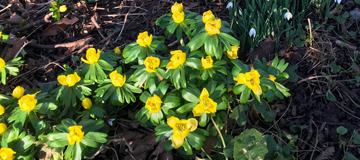 Winter Aconites Winter Aconites
