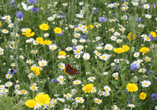 The difference between annual and perennial wildflowers