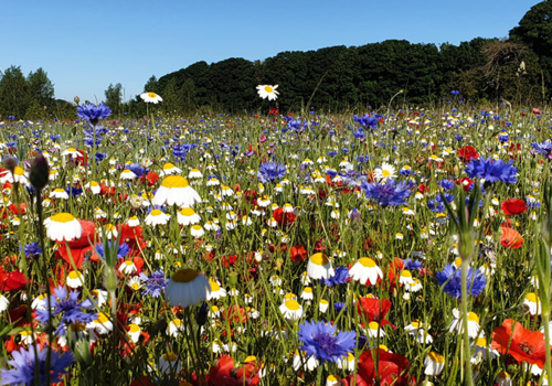 Establishing a wildlife meadow or garden