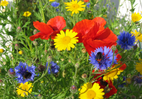 How much wildflower seed do I need?
