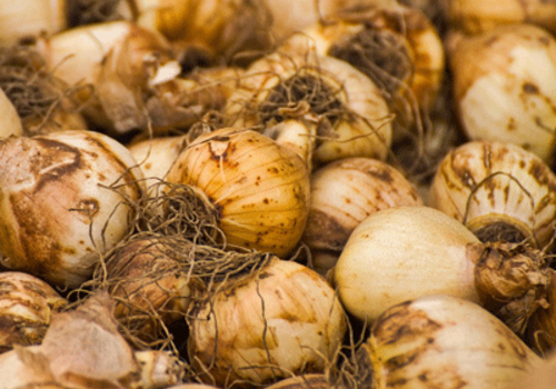How to Plant Wildflower Bulbs