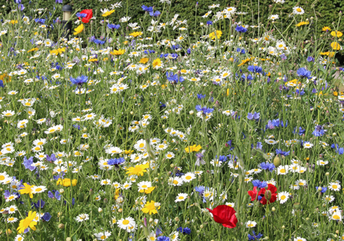 Maintaining a Wildflower Meadow or Garden