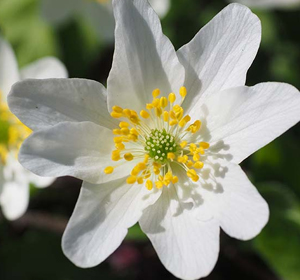 Wildflower Bulbs