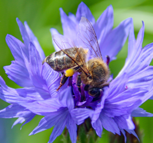 UK Native Wildflower Seeds