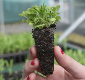Wildflower Plug Plants