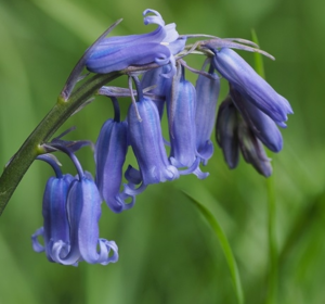 Wildflower Bulbs In The Green (Spring Planted)