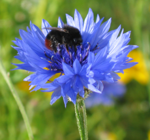 Bee friendly wildflowers