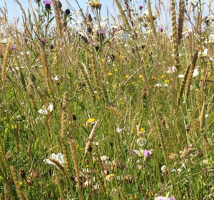 Wild Meadow Grass Seed