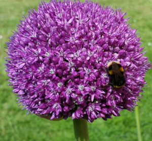 Spring Bulbs