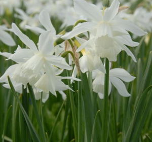 Dwarf daffodil and narcissi bulbs