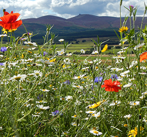 Wildflower Seeds and Mixes