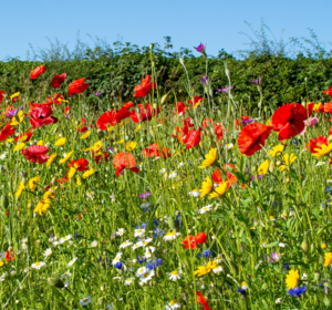 All Wildflower Seed Mixes