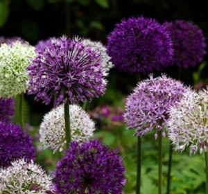Allium Bulbs