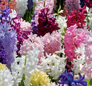 Hyacinth bulbs