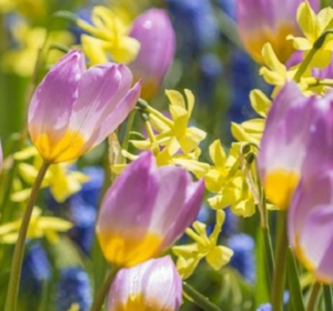 Flower bulb collections