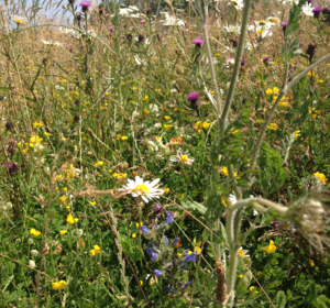 Countryside Meadow Seed