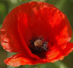 Annual Wildflower Seeds