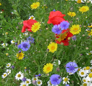 Cornfield Annual Wildflower Seeds