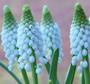 Muscari bulbs