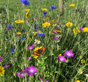 Pure Wildflower Seed Mixes