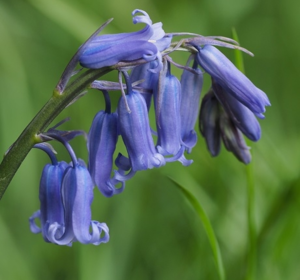 Wildflower Bulbs In The Green (Spring Planted)