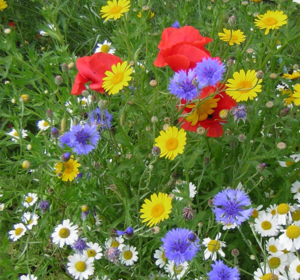 Cornfield Annual Seed Mixes