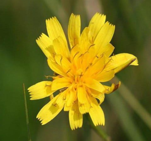Perennial Widlflower Seeds