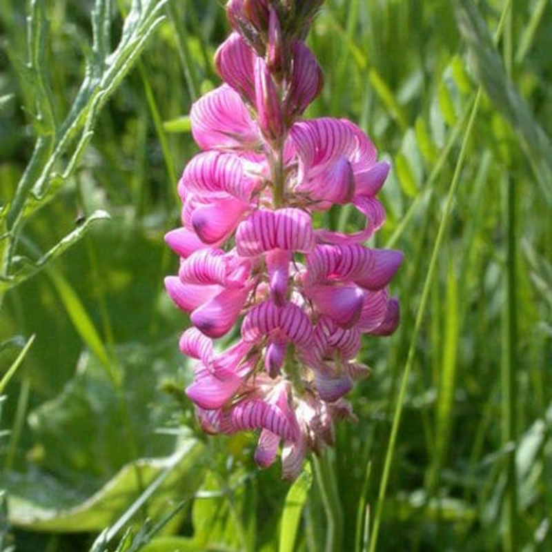 Sainfoin Seeds (Onobrychis vicifolia)