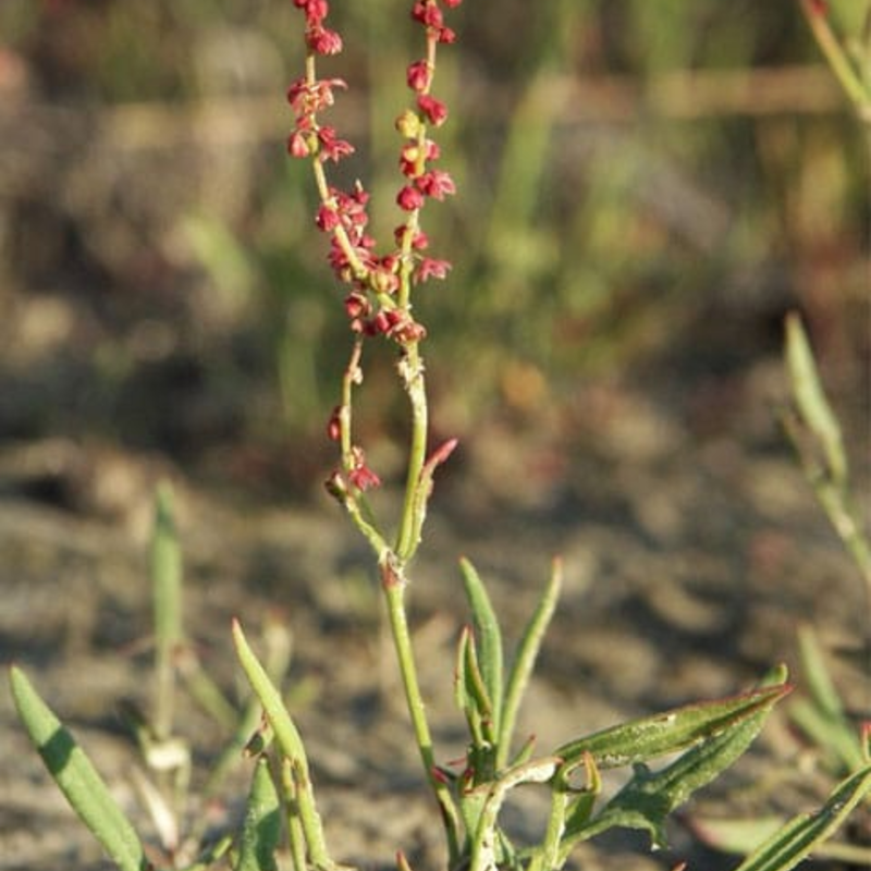 Sheep's Sorrel Seeds (Rumex acetosella)