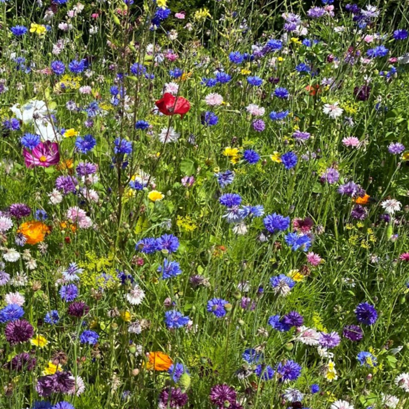 ColourMax 2 annual wildflower seed mixes