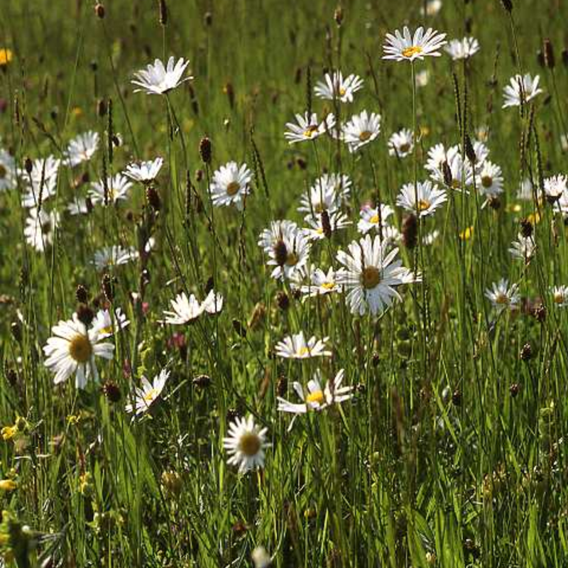 Traditional Meadow Wildflower Seeds LW1M 80/20