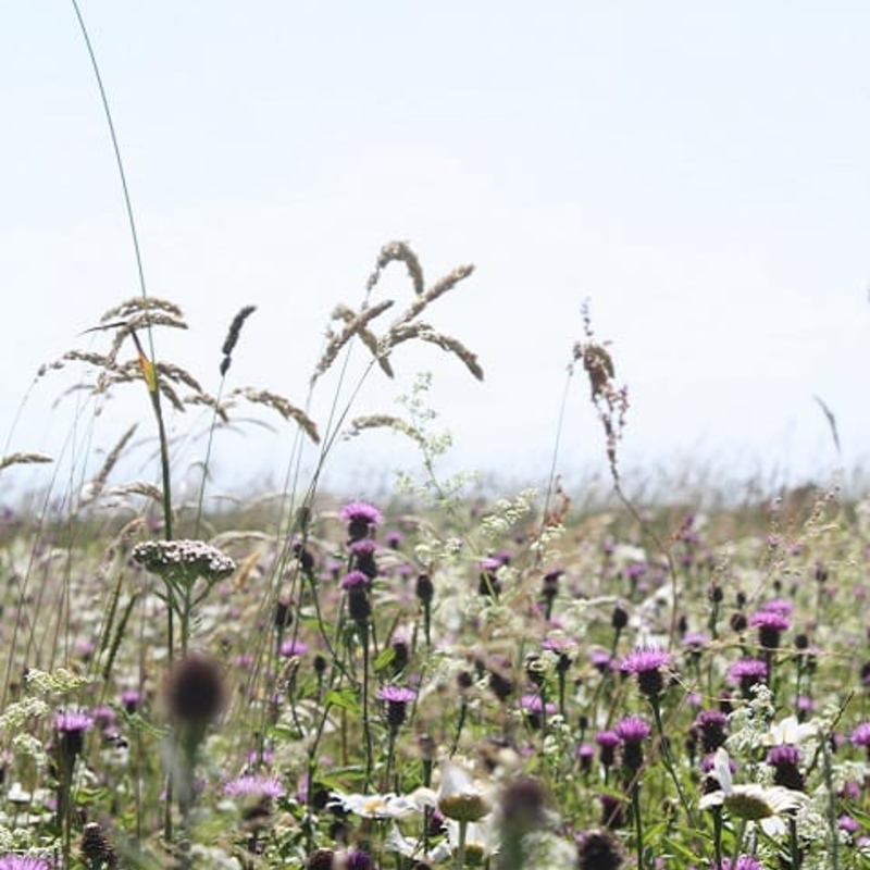 Chalk and Limestone Soils Wildflower Seeds LW2M 80/20