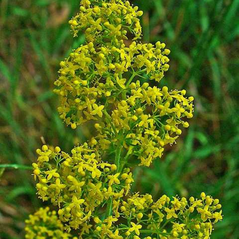 Ladys Bedstraw Seeds (Galium verum)