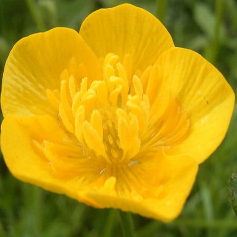 Bulbous Buttercup Plants (Ranunculus bulbosus)
