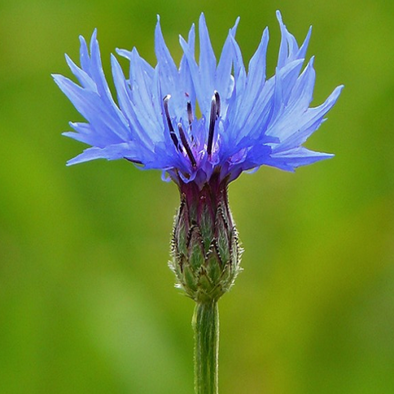 Cornflower Plants (Centaurea cyanus)