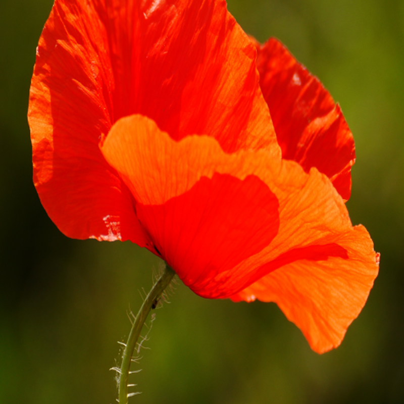 Common Poppy Plants (Papaver rhoeas)