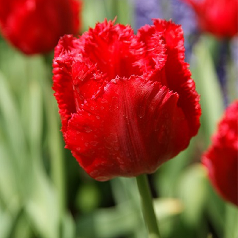 Crystal Beauty Tulip Bulbs web