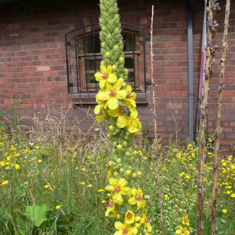 Dark Mullein Seeds (Verbascum nigrum)