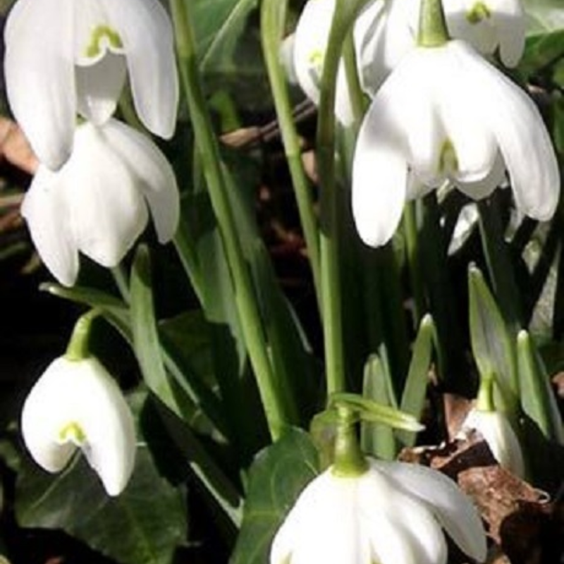 Double Snowdrop (Flore Pleno) Bulbs In The Green (Galanthus nivalis f. pleniflorus)