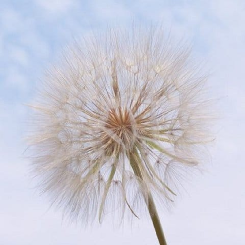 Goat's Beard Plants (Tragopogon pratensis)