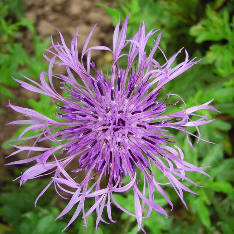 Greater Knapweed Seeds (Centaurea scabiosa)